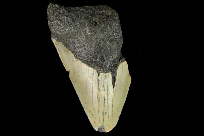 Partial, Fossil Megalodon Tooth - North Carolina #124775